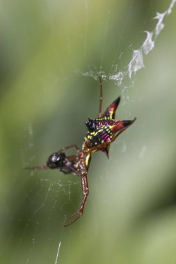 Küçük bir örümceğin görüntüsü