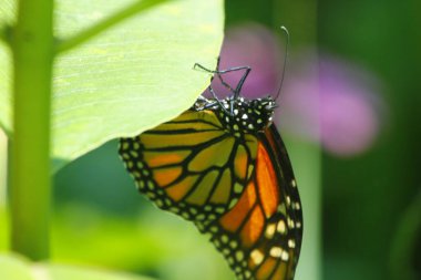 Kral Kelebeği Samanotuyla besleniyor