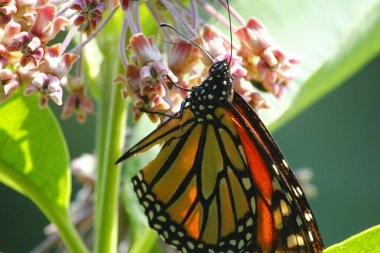 Kral Kelebeği Samanotuyla besleniyor