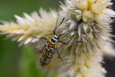 Bir Cilosia Çiçeğinde Ailanthus Webworm