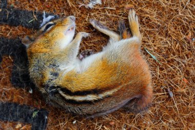 Ölü Sincap Açık Bir Mat 'ta Yatıyor