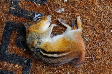Ölü Sincap Açık Bir Mat 'ta Yatıyor