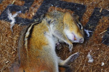 Ölü Sincap Açık Bir Mat 'ta Yatıyor