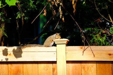 Doğu Gri Sincap (Sciurus carolinensis)