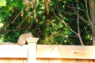 Doğu Gri Sincap (Sciurus carolinensis)