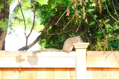 Doğu Gri Sincap (Sciurus carolinensis)