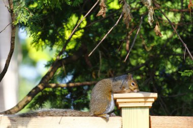 Doğu Gri Sincap (Sciurus carolinensis)