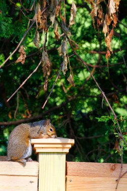 Doğu Gri Sincap (Sciurus carolinensis)