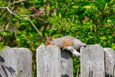 Doğu Gri Sincap (Sciurus carolinensis)