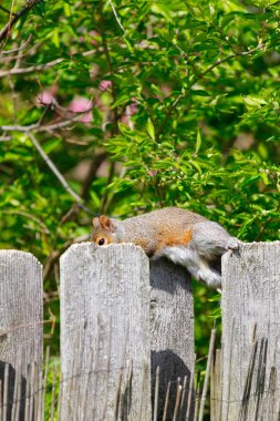 Doğu Gri Sincap (Sciurus carolinensis)