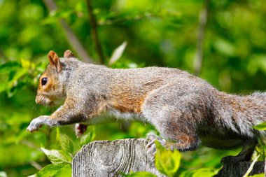 Doğu Gri Sincap (Sciurus carolinensis)