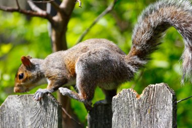 Doğu Gri Sincap (Sciurus carolinensis)