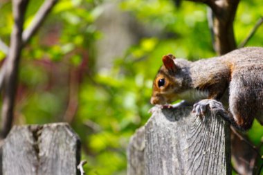 Doğu Gri Sincap (Sciurus carolinensis)