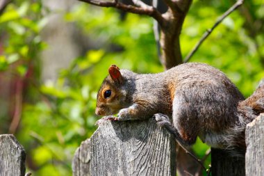 Doğu Gri Sincap (Sciurus carolinensis)