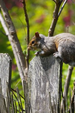Doğu Gri Sincap (Sciurus carolinensis)