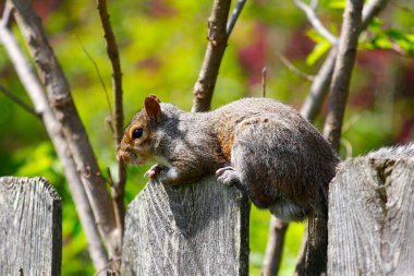 Doğu Gri Sincap (Sciurus carolinensis)