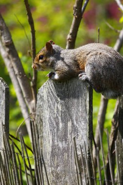 Doğu Gri Sincap (Sciurus carolinensis)