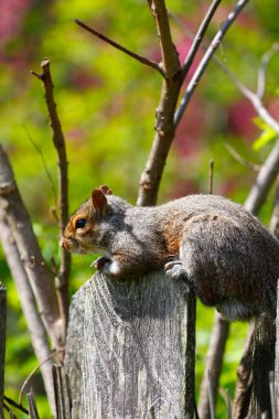 Doğu Gri Sincap (Sciurus carolinensis)