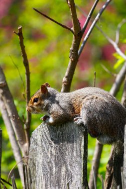 Doğu Gri Sincap (Sciurus carolinensis)