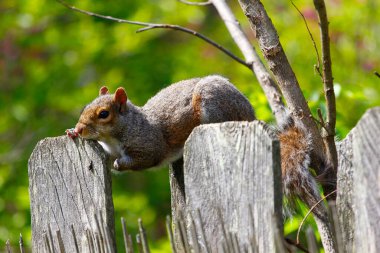 Doğu Gri Sincap (Sciurus carolinensis)
