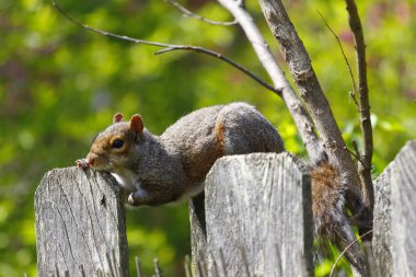 Doğu Gri Sincap (Sciurus carolinensis)