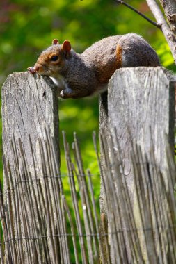 Doğu Gri Sincap (Sciurus carolinensis)