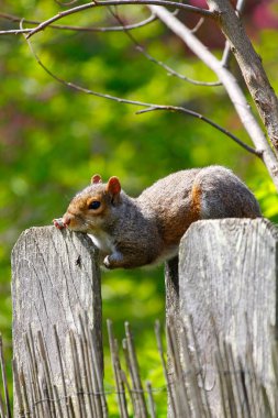 Doğu Gri Sincap (Sciurus carolinensis)