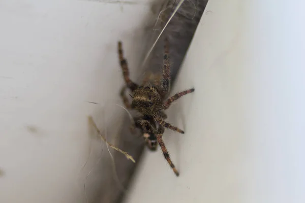 Vista Uma Pequena Aranha — Fotografia de Stock