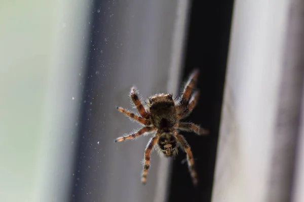 Vista Una Araña Pequeña — Foto de Stock