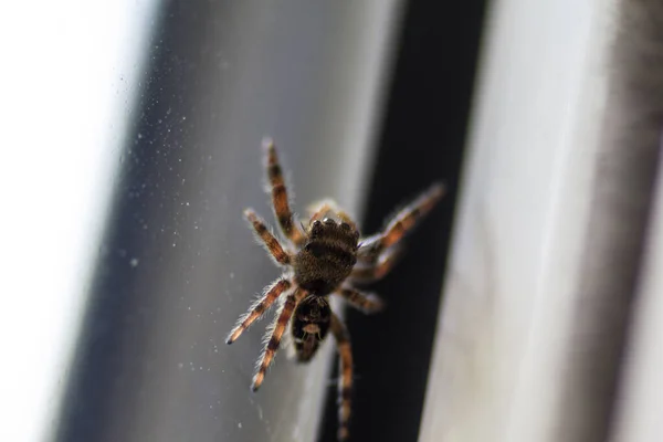 小さなクモの眺め — ストック写真
