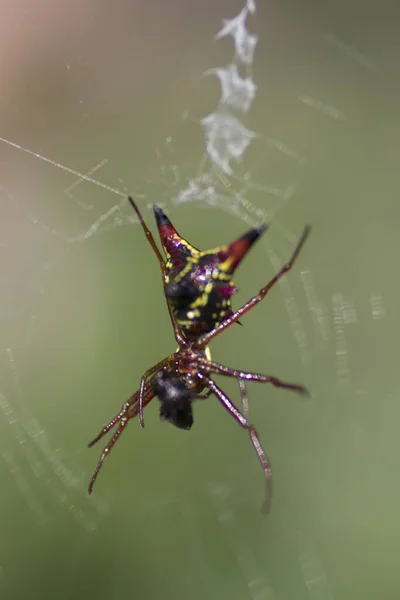 Vista Uma Pequena Aranha — Fotografia de Stock