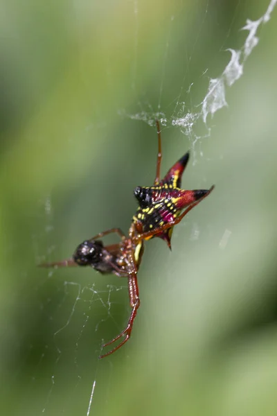 Vista Uma Pequena Aranha — Fotografia de Stock