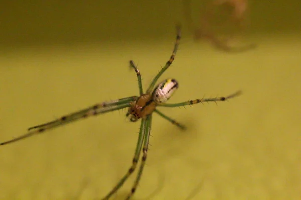Pohled Malého Pavouka — Stock fotografie