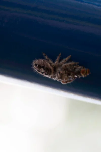 Vista Uma Pequena Aranha — Fotografia de Stock