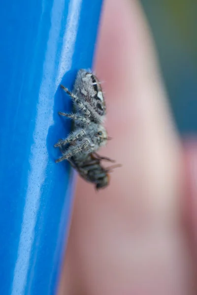 Utsikt Över Liten Spindel — Stockfoto