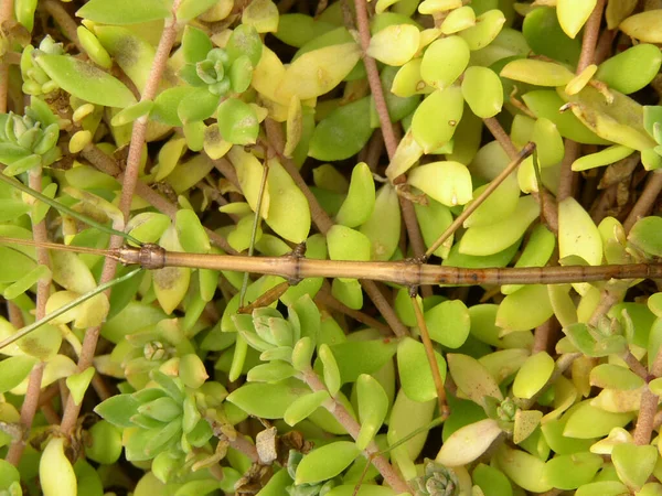 Walking Stick Insect Outdoors — Stock Photo, Image