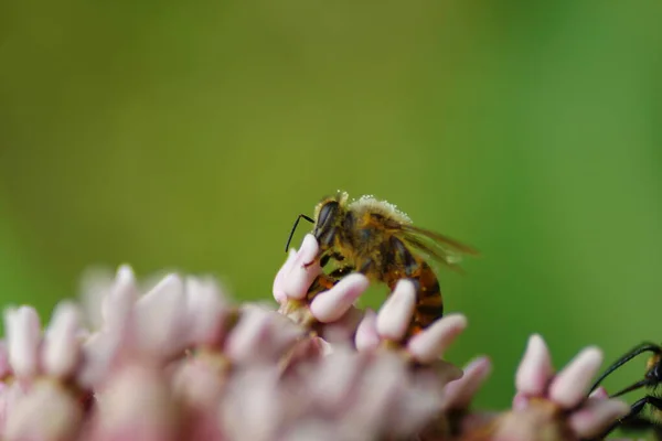 Mit Pollen Gefütterte Biene Ernährt Sich Von Milchkraut — Stockfoto