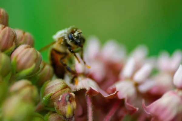 蜂は雑草の花に花粉の餌で覆われています — ストック写真