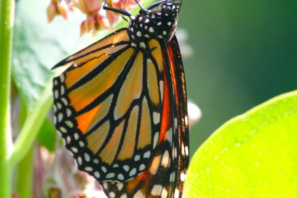 Farfalla Monarca Che Nutre Fiori Lattuga — Foto Stock
