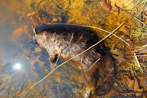 Racoon Morto Deitado Água Andorinha — Fotografia de Stock