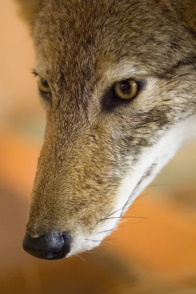 Widok Bliska Kojota Canis Latrans — Zdjęcie stockowe