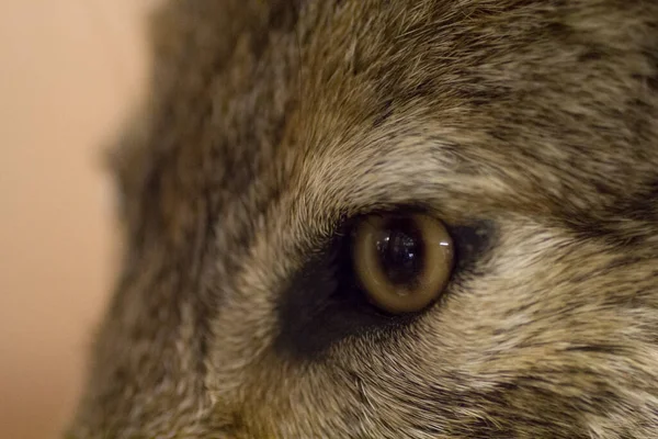 Detailní Pohled Kojota Canis Latrans — Stock fotografie