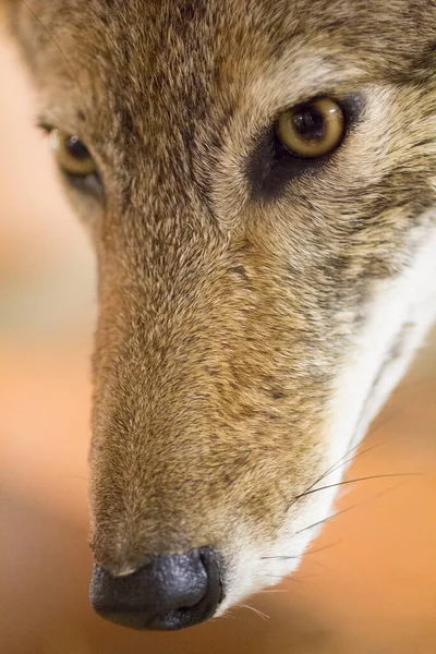 Προβολή Ενός Coyote Canis Latrans — Φωτογραφία Αρχείου