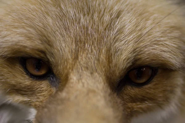 Red Fox Vulpes Vulpes Ηνωμένες Πολιτείες — Φωτογραφία Αρχείου
