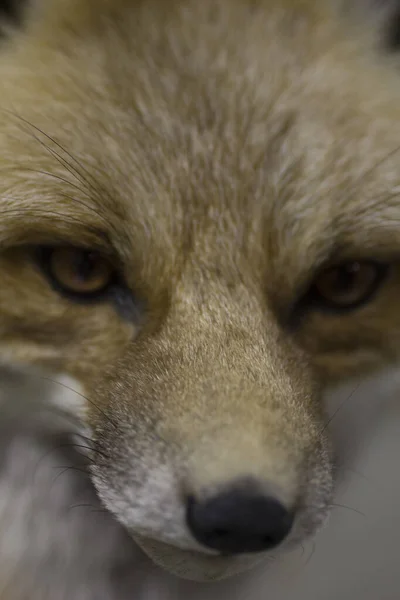 Red Fox Vulpes Vulpes Estados Unidos América — Fotografia de Stock