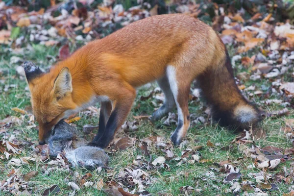 Red Fox Vulpes Vulpes Stati Uniti — Foto Stock