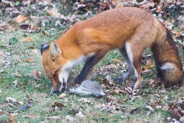Red Fox Vulpes Vulpes Spojené Státy — Stock fotografie