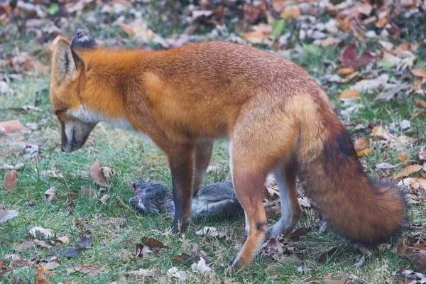 Red Fox Vulpes Vulpes Egyesült Államok — Stock Fotó