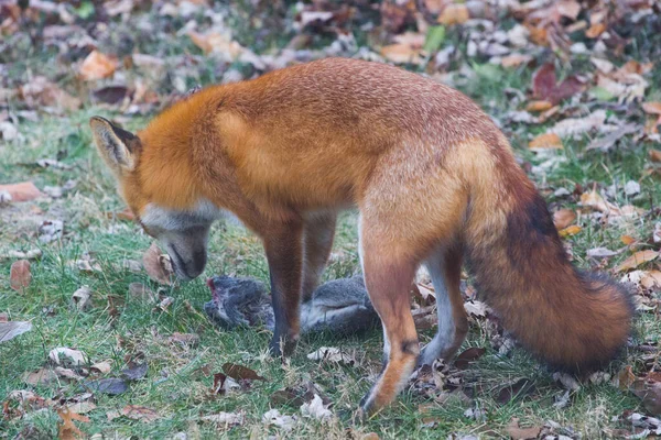 Red Fox Vulpes Vulpes Verenigde Staten — Stockfoto