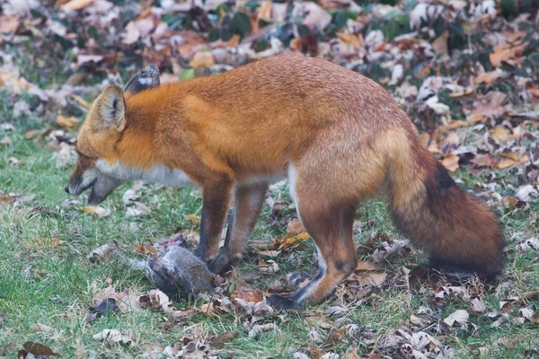 Red Fox Vulpes Vulpes Verenigde Staten — Stockfoto